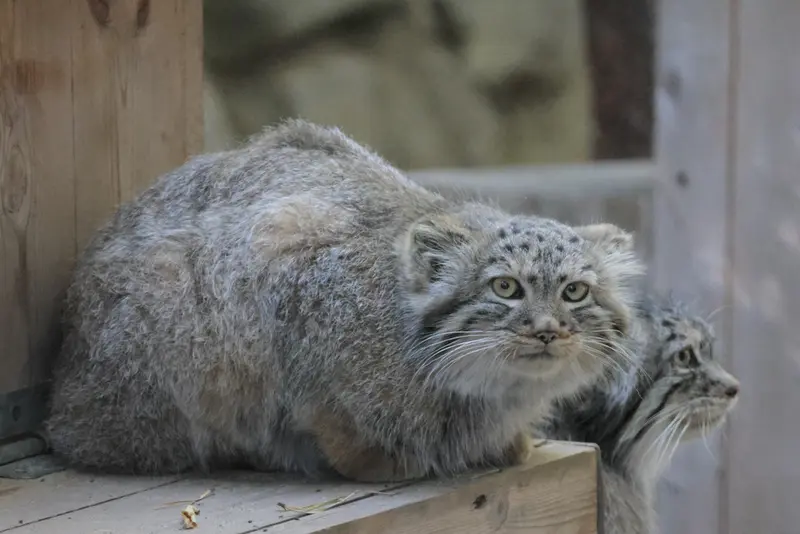 A photograph of Lolo and Daughter of Lolo b.2026 Ⅰ in Novosibirsk Zoo