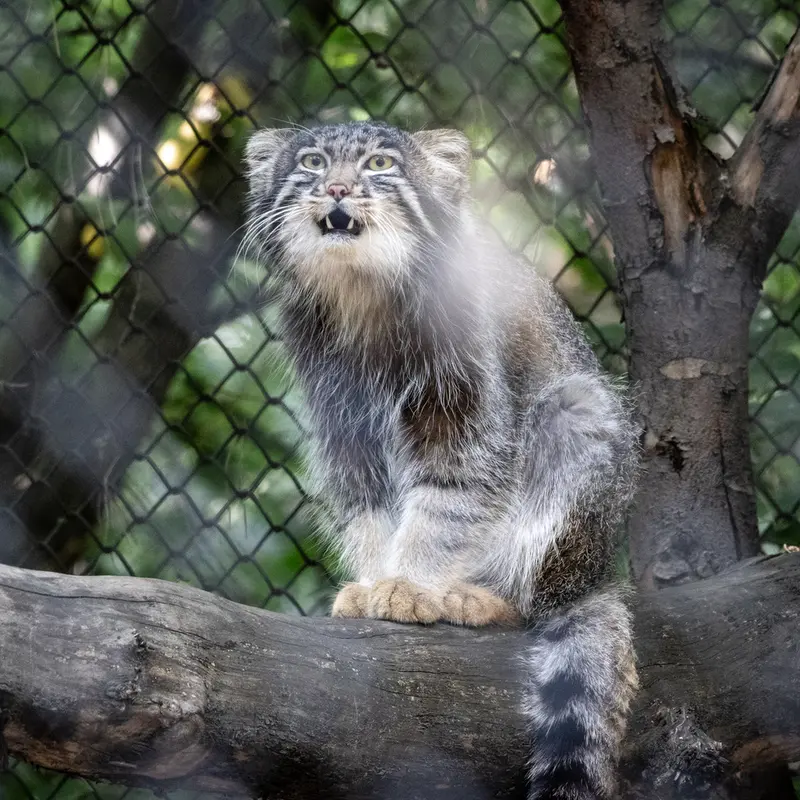 A photograph of Grey in Novosibirsk Zoo