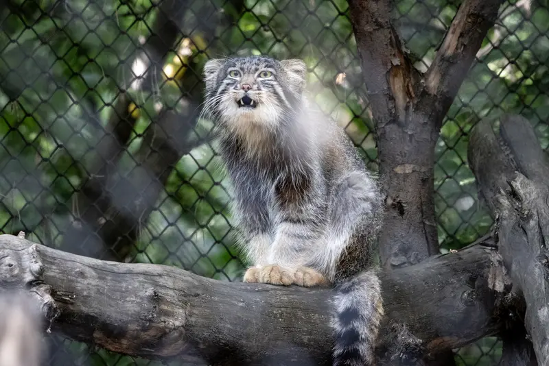 A photograph of Grey in Novosibirsk Zoo