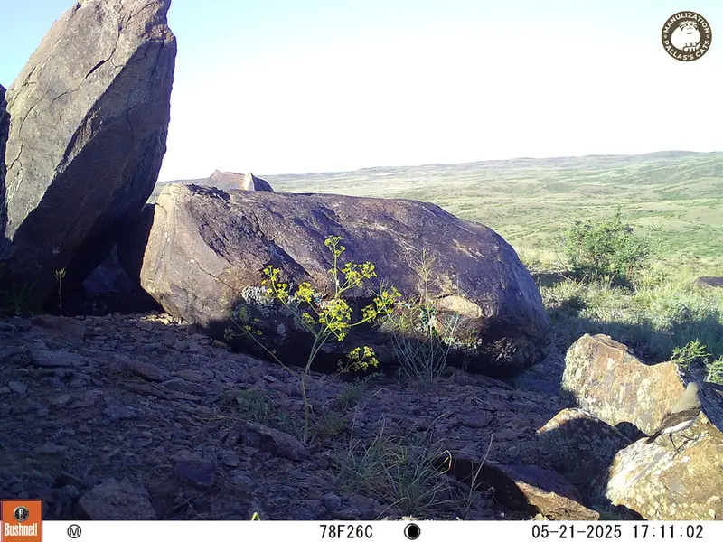 A photograph of a Pallas&#039;s cat from Koshkar camera trap
