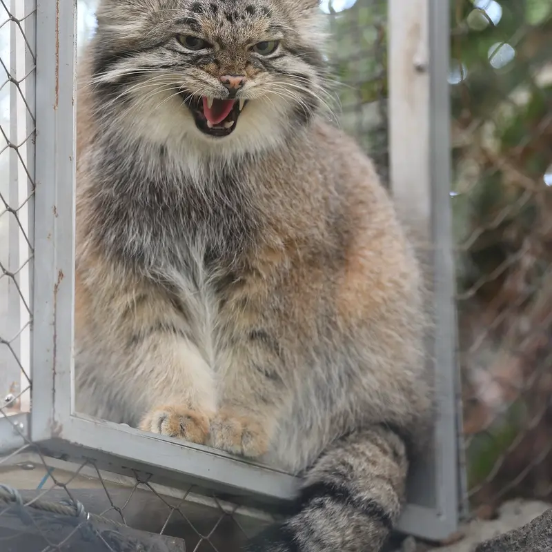 A photograph of Az in Kobe Animal Kingdom