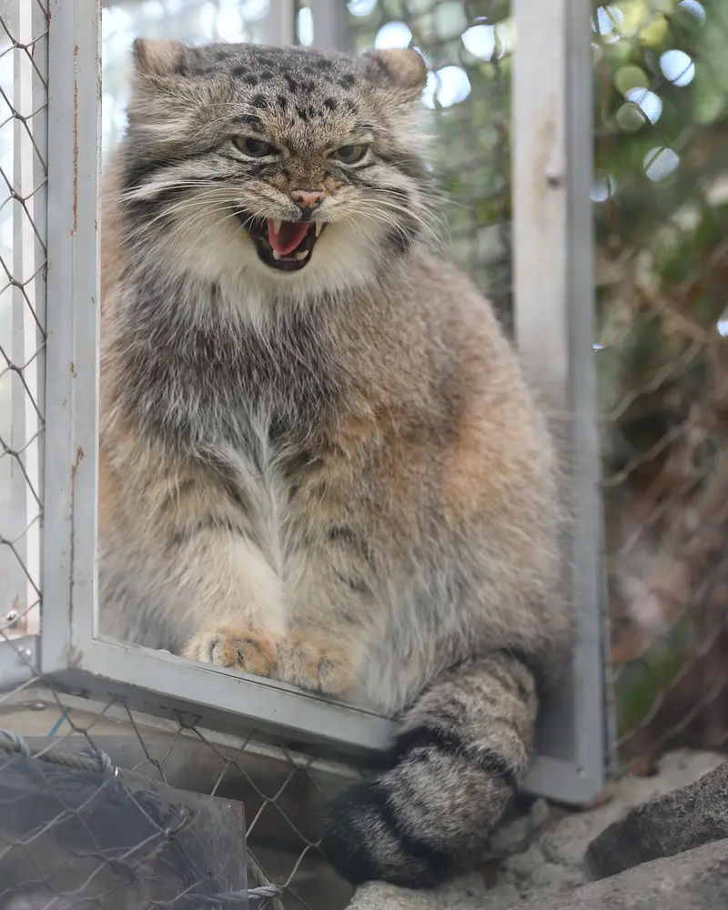A photograph of Az in Kobe Animal Kingdom