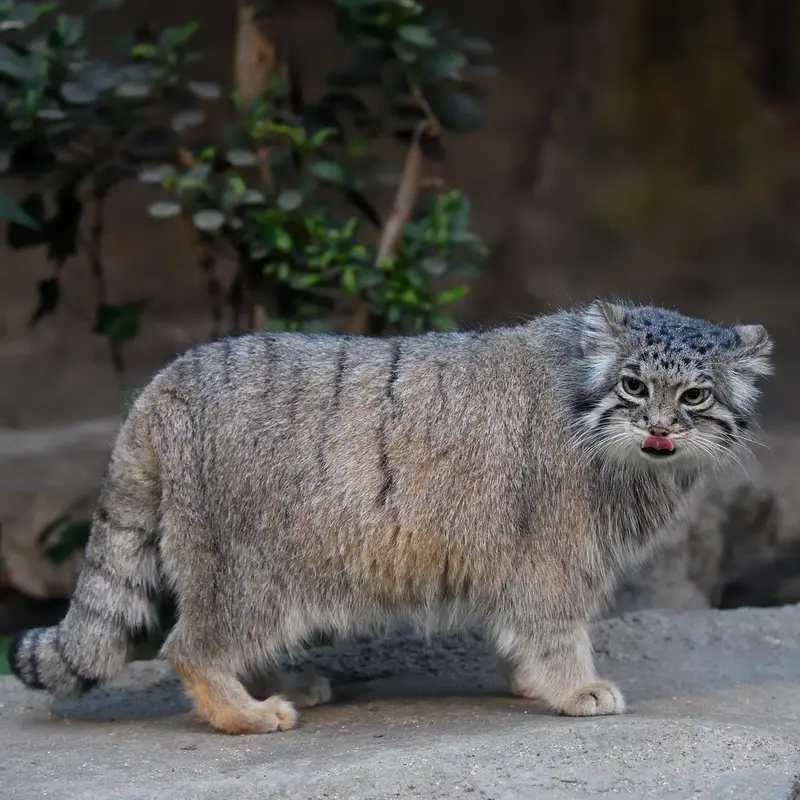 A photograph of Az in Kobe Animal Kingdom