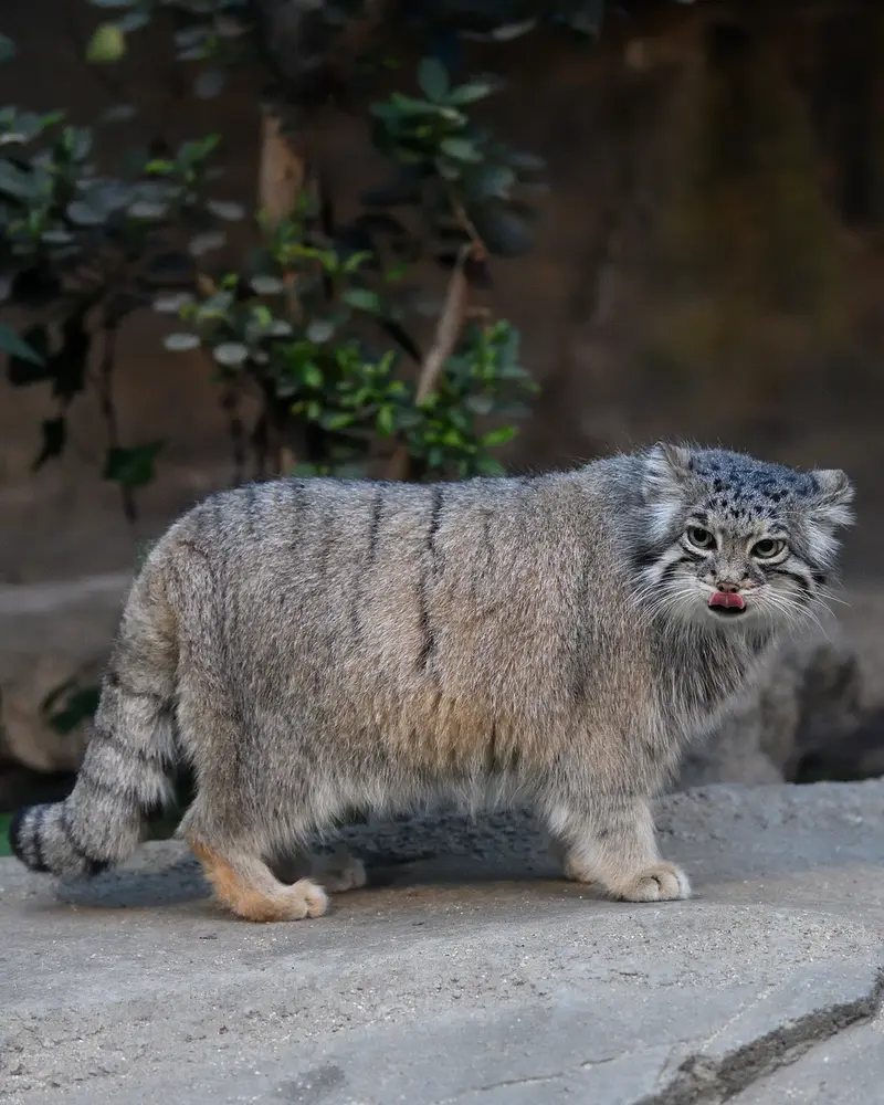 A photograph of Az in Kobe Animal Kingdom