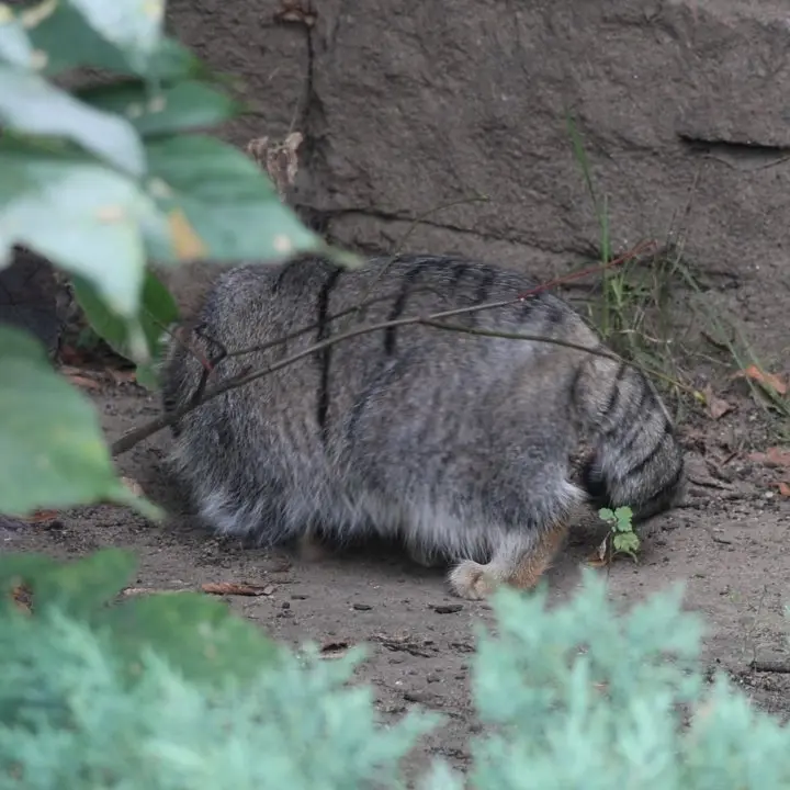 A photograph of a Pallas's cat in Moscow zoo