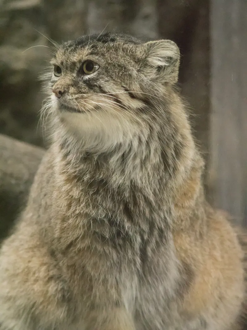 A photograph of Primula in Ueno Zoological Gardens