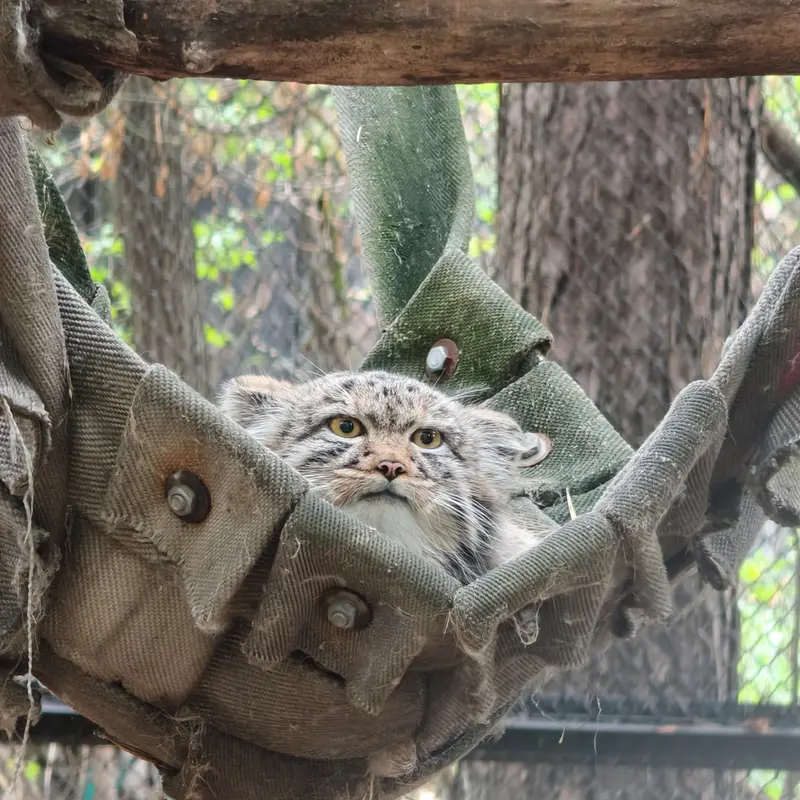A photograph of a Pallas's cat in Novosibirsk Zoo