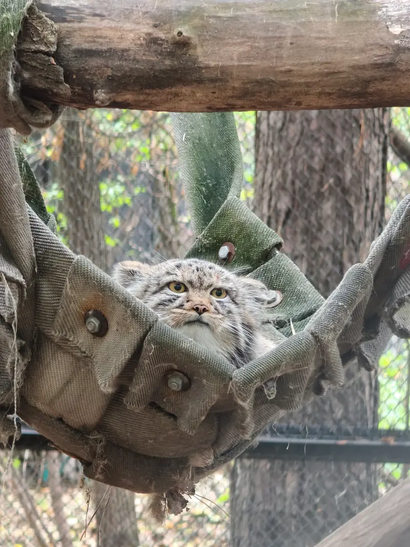A photograph of a Pallas's cat in Novosibirsk Zoo