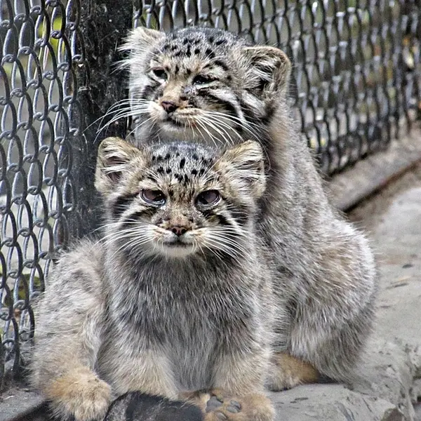 A photograph of Kosoglazik and Khvostik in Novosibirsk Zoo
