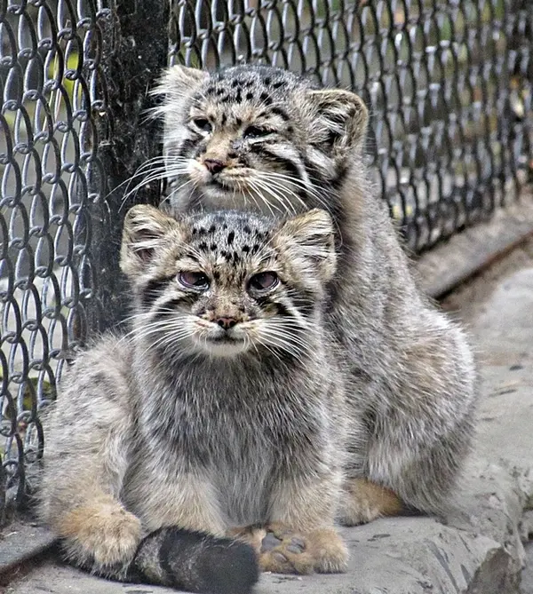 A photograph of Kosoglazik and Khvostik in Novosibirsk Zoo