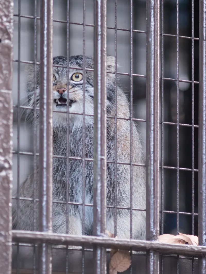 A photograph of Figa in Nogeyama Zoo