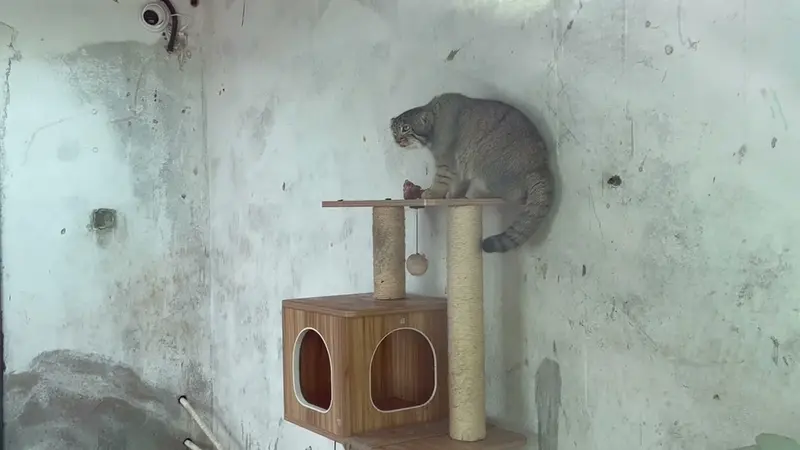 A video of Sun Sanlang in Qinghai-Tibet Plateau Wildlife Zoo