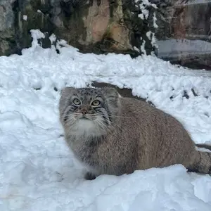 A photograph of Luka in Binghamton Zoo at Ross Park