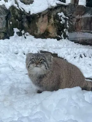 A photograph of Luka in Binghamton Zoo at Ross Park