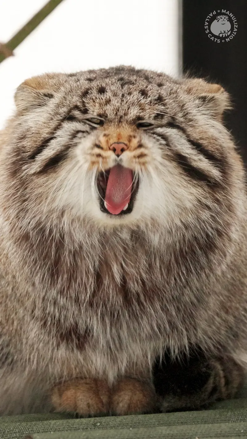 Videos on the Website