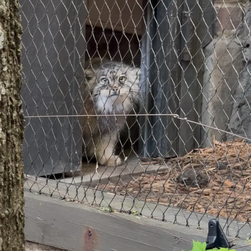 A photograph of Sarnai in Prospect Park Zoo