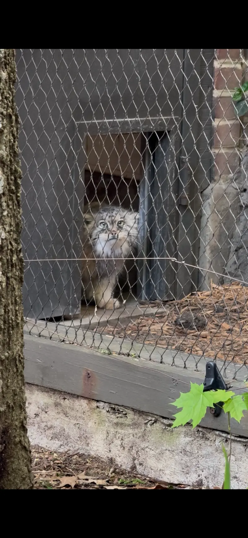 A photograph of Sarnai in Prospect Park Zoo