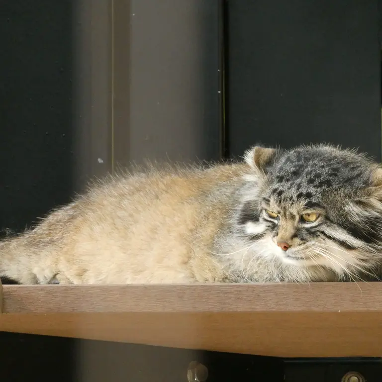 A photograph of Grusha in Asahiyama Zoo