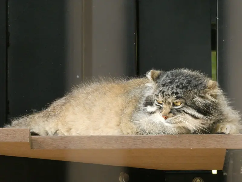 A photograph of Grusha in Asahiyama Zoo