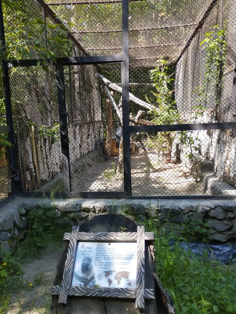 A photograph of a Pallas's cat in Novosibirsk Zoo