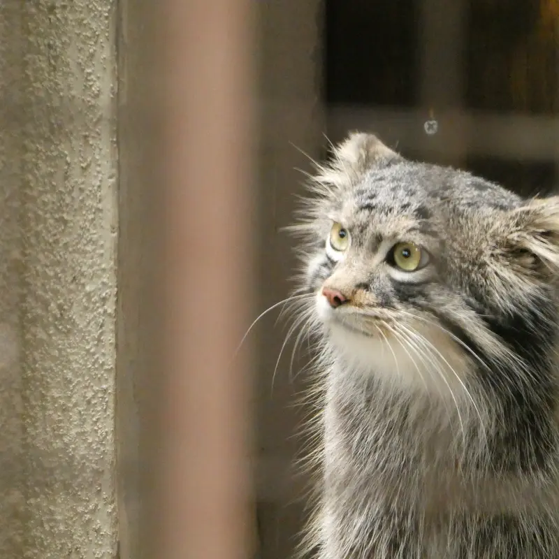 A photograph of Figa in Nogeyama Zoo
