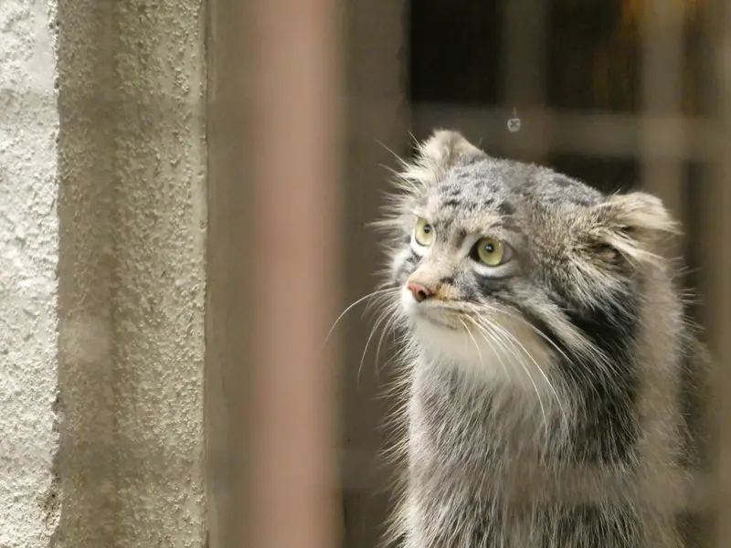 A photograph of Figa in Nogeyama Zoo