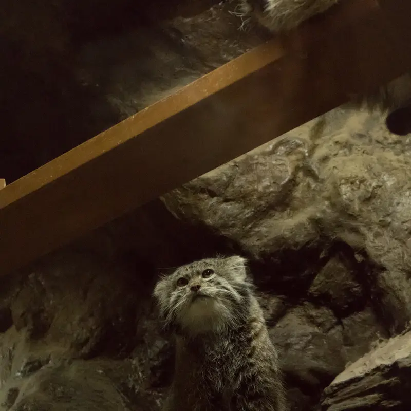 A photograph of Primula and Klyon in Ueno Zoological Gardens