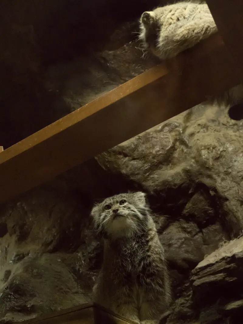 A photograph of Primula and Klyon in Ueno Zoological Gardens