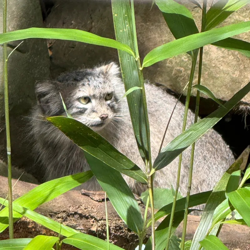 A photograph of Akar in Smithsonian's National Zoo