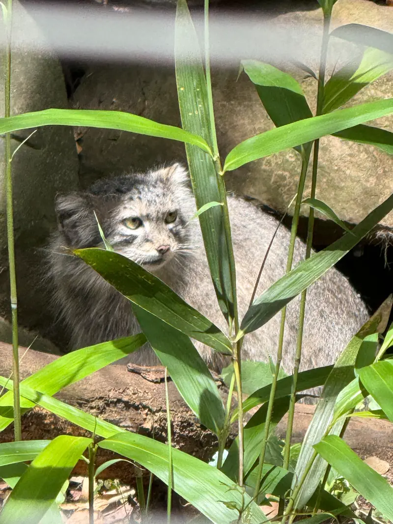 A photograph of Akar in Smithsonian's National Zoo