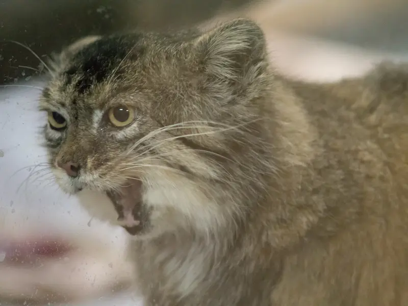 A photograph of Primula in Ueno Zoological Gardens