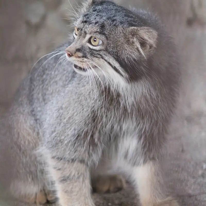 A photograph of Figa in Nogeyama Zoo