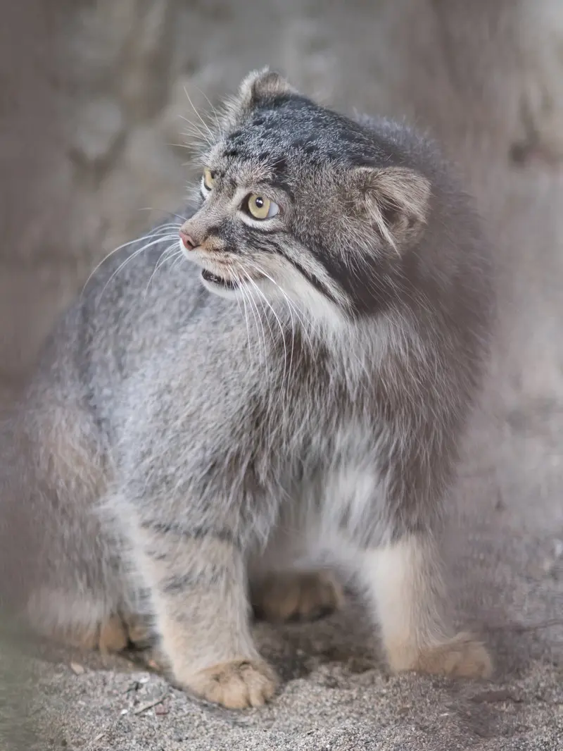 A photograph of Figa in Nogeyama Zoo