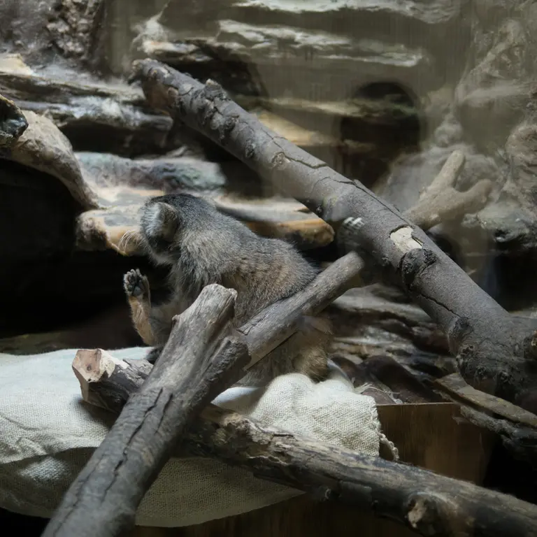 A photograph of Primula in Ueno Zoological Gardens