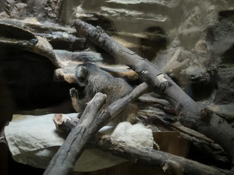 A photograph of Primula in Ueno Zoological Gardens