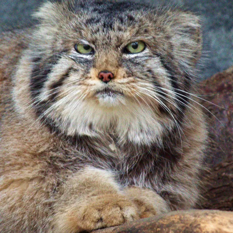A photograph of Paval in Columbus Zoo and Aquarium