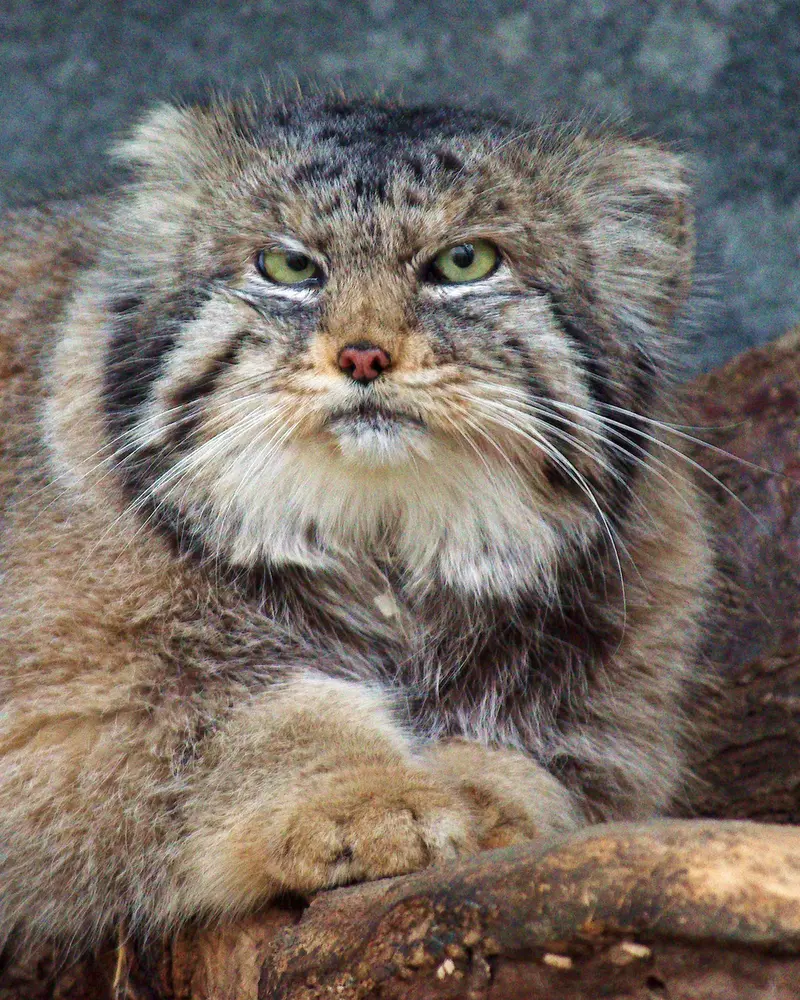 A photograph of Paval in Columbus Zoo and Aquarium