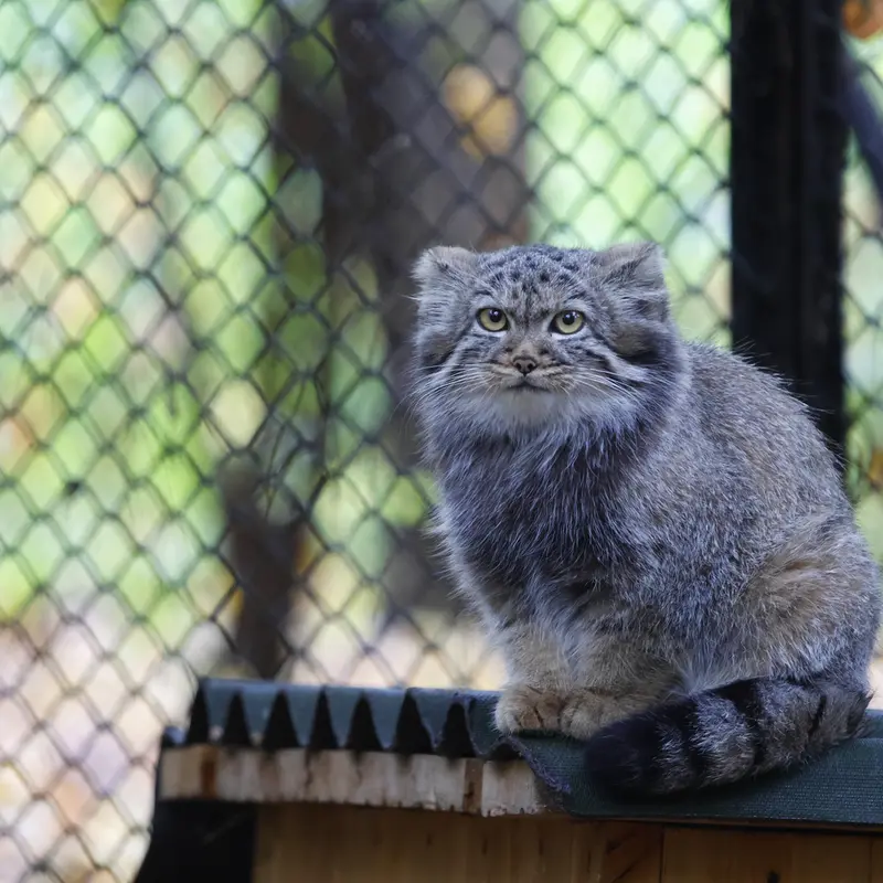 A photograph of Georgette in Novosibirsk Zoo