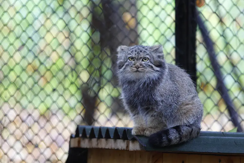 A photograph of a Pallas's cat in Novosibirsk Zoo