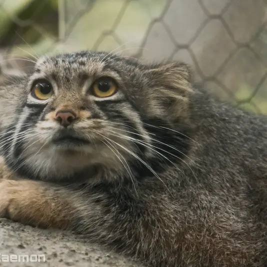 A photograph of Oto in Kobe Animal Kingdom