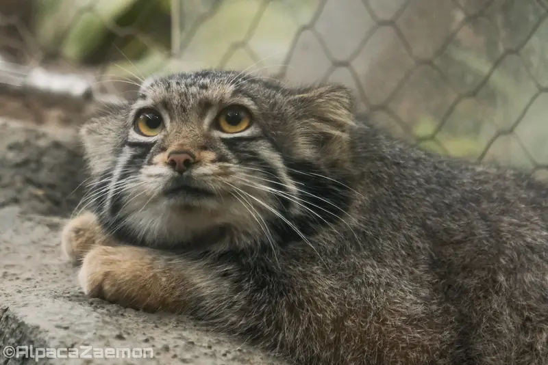 A photograph of Oto in Kobe Animal Kingdom