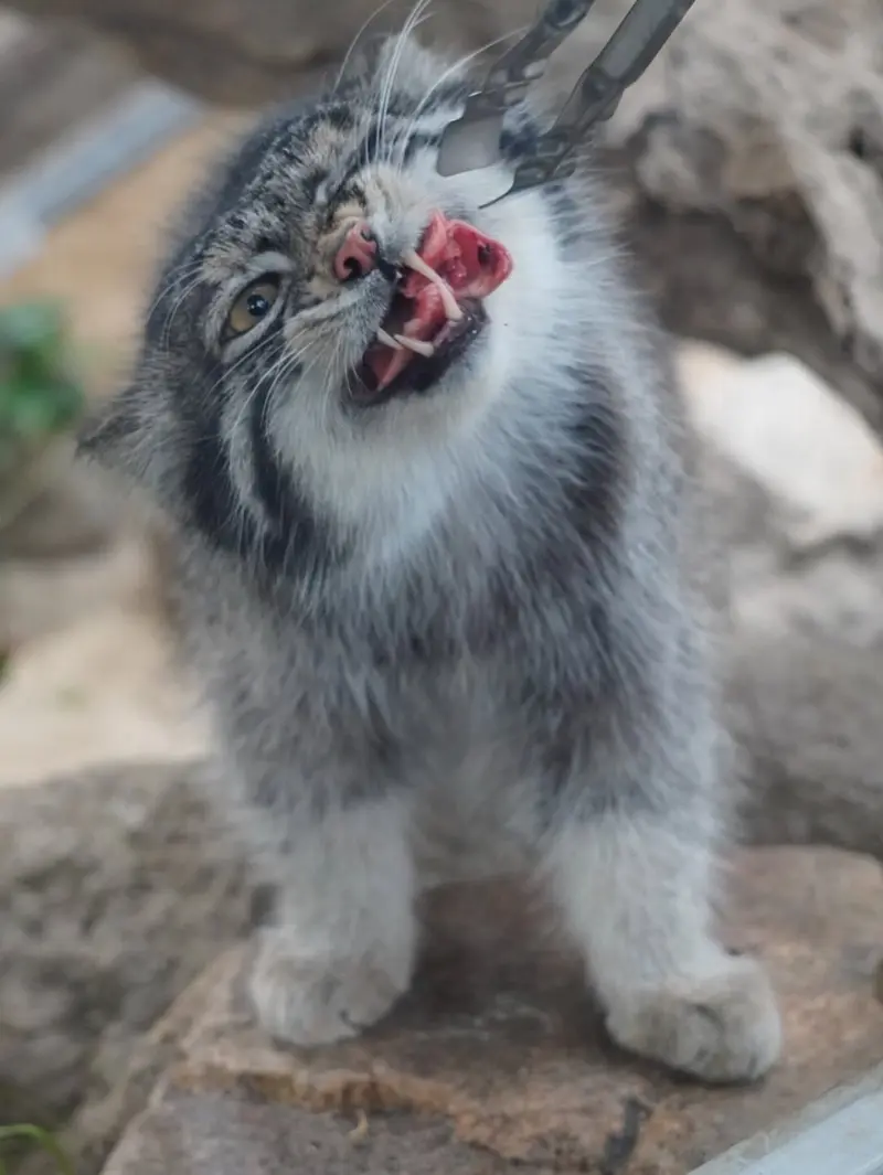 A photograph of Nar in Kobe Animal Kingdom