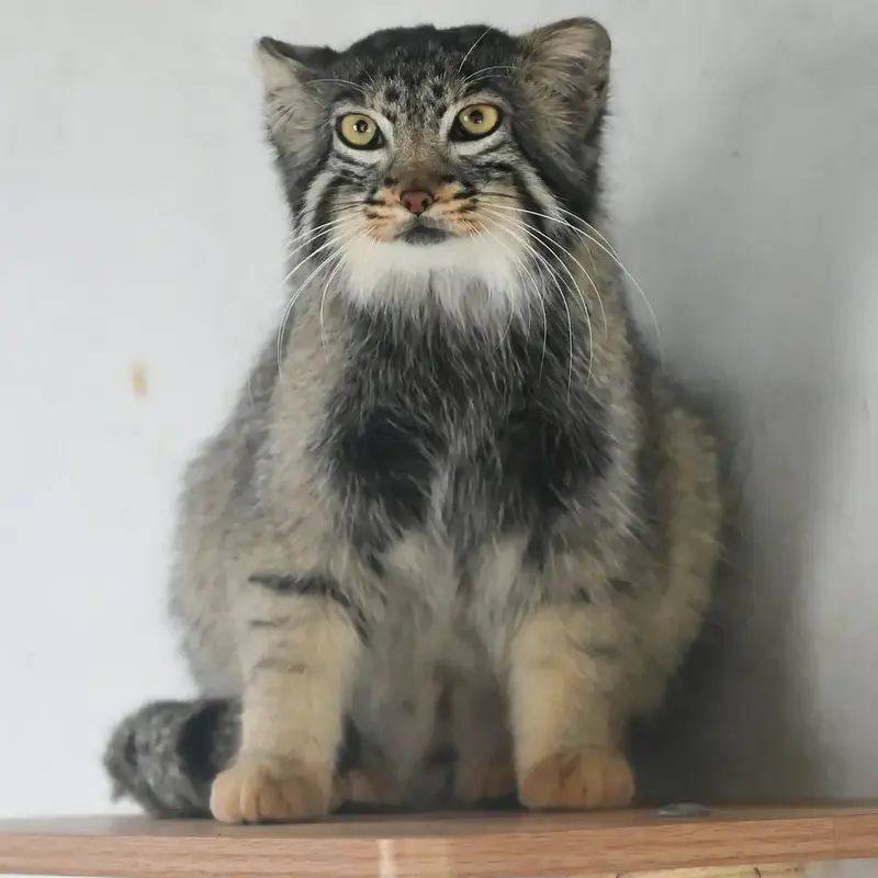 A photograph of Sun Daniang in Qinghai-Tibet Plateau Wildlife Zoo