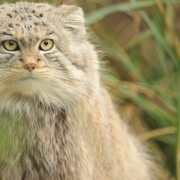 A photograph of Wei Shand in The Big Cat Sanctuary