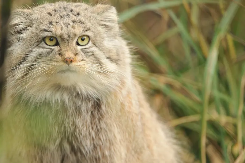 A photograph of Wei Shand in The Big Cat Sanctuary