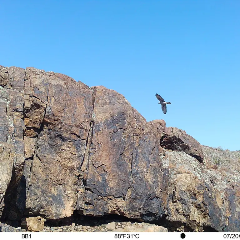 A photograph of Rough-legged buzzard from Aktas-Kunkora [new] camera trap