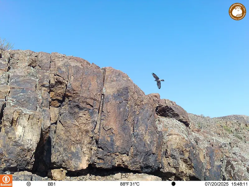 A photograph of Rough-legged buzzard from Aktas-Kunkora [new] camera trap