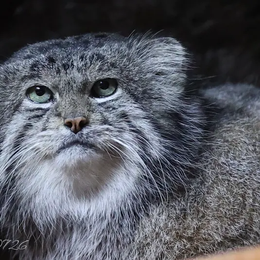 A photograph of a Pallas's cat in Ueno Zoological Gardens