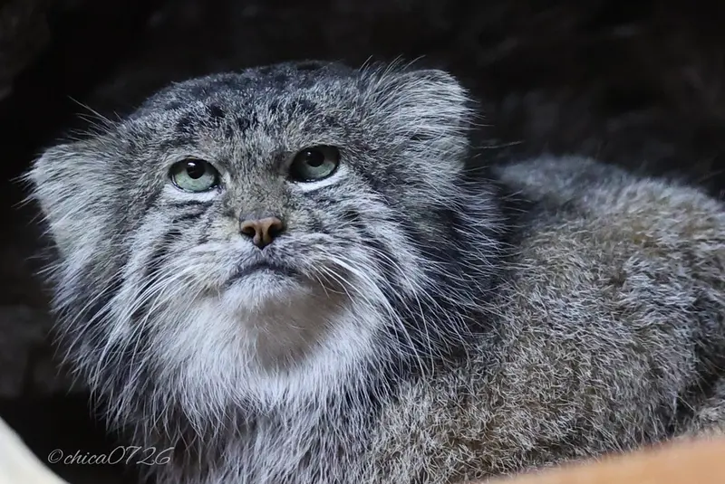 A photograph of a Pallas's cat in Ueno Zoological Gardens