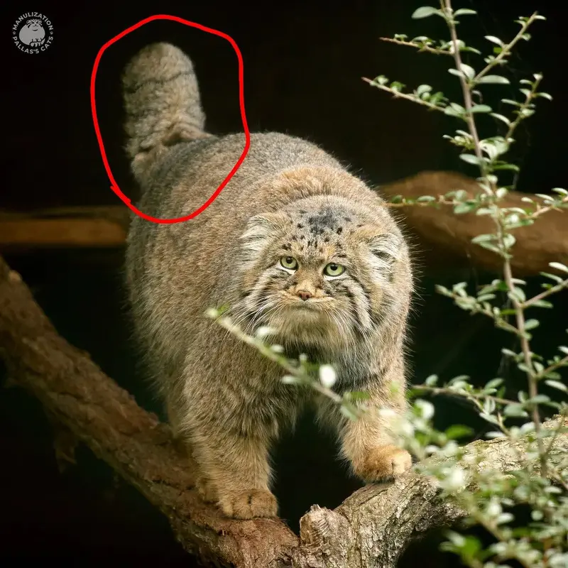 what’s up with Dersu’s tail?